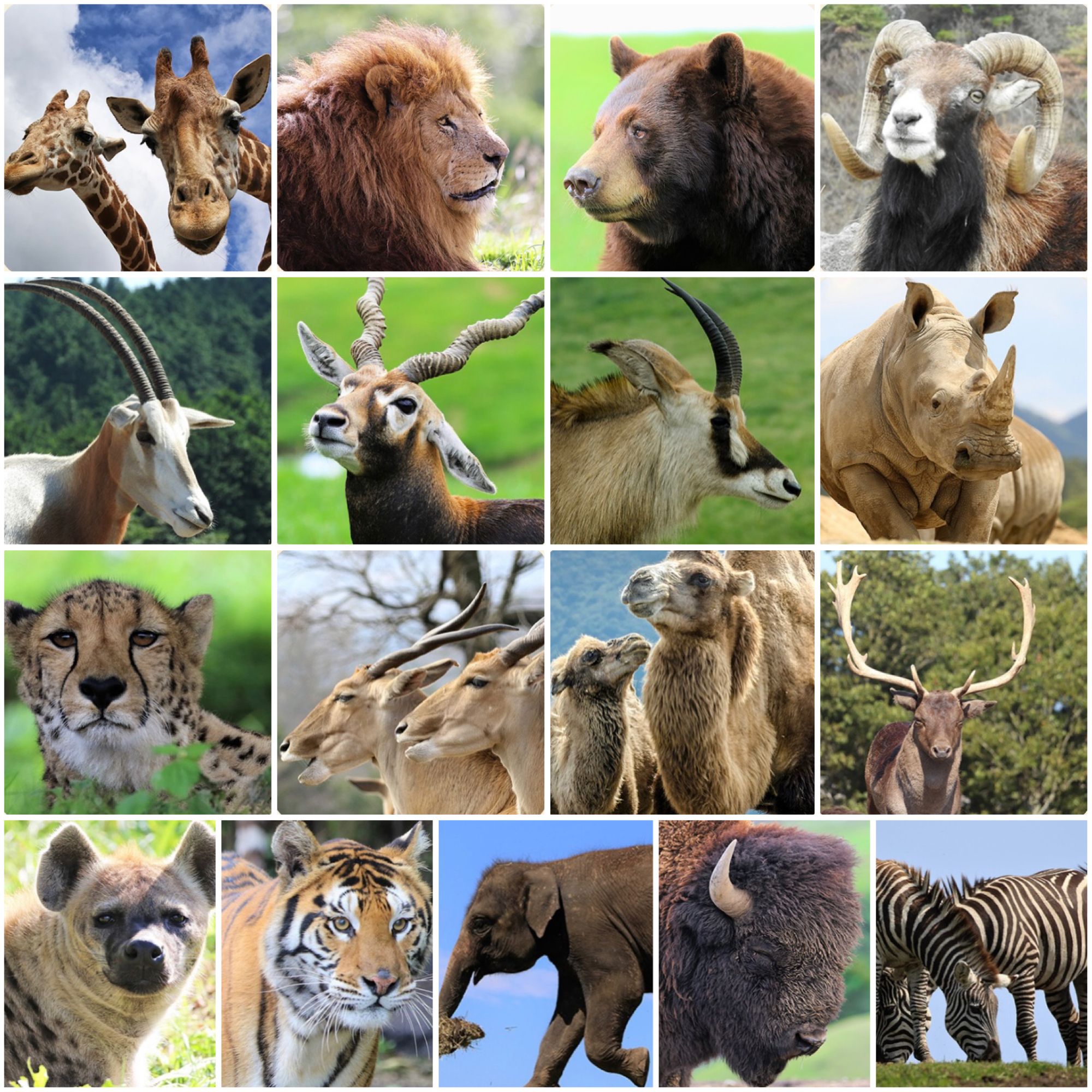 九州自然動物公園大型動物區 (African Safari)