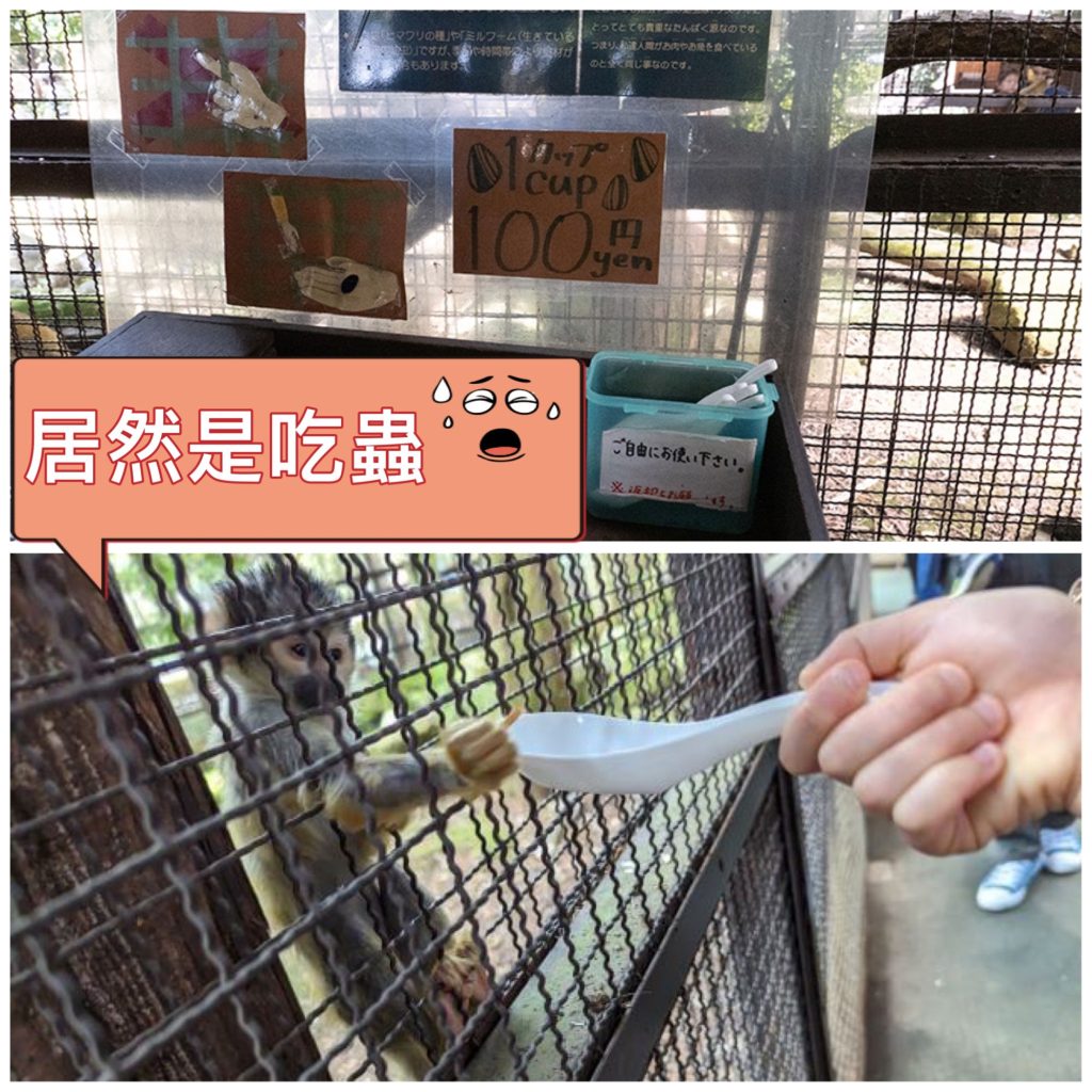 九州自然動物公園松鼠猴