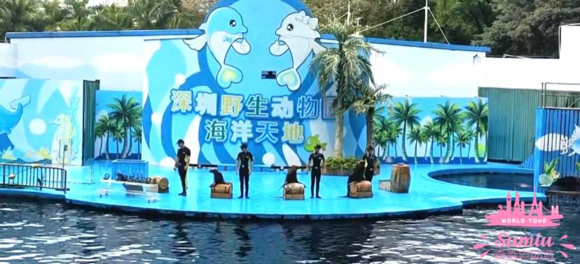 深圳野生動物園海洋動物跳水表演、海獅指令、海豚花式游泳，表演後可以與海豚海獅合照 (¥50/ 次)