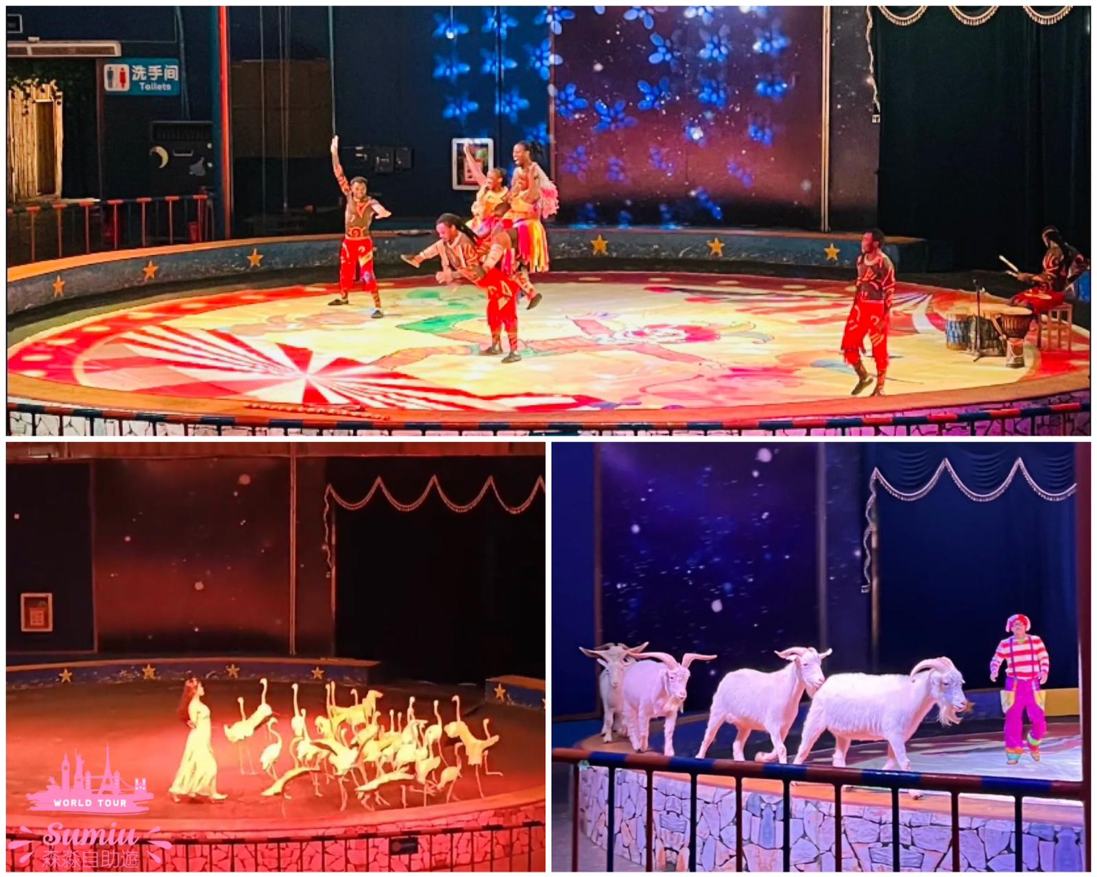 深圳野生動物園馬戲雜技表演、魔術表演、騎馬、跳舞，人類和動物一起合作表演，看起來動物沒太過操勞，一定要看！