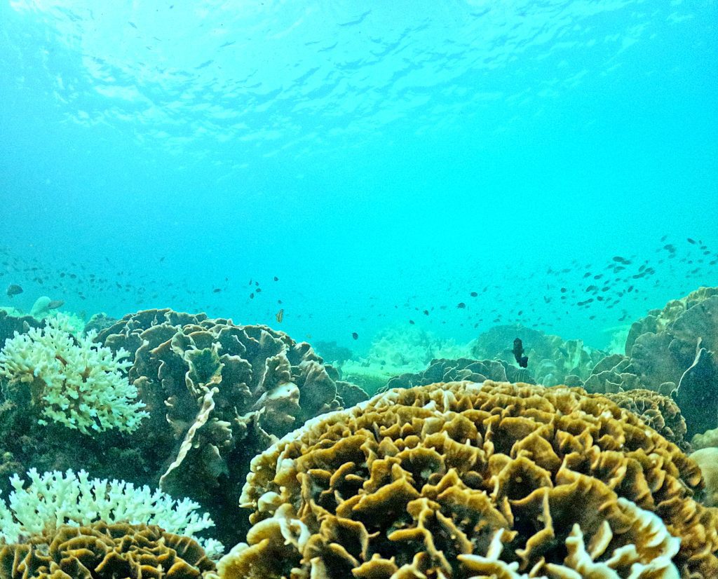 富國島浮潛snorkling in phu quoc