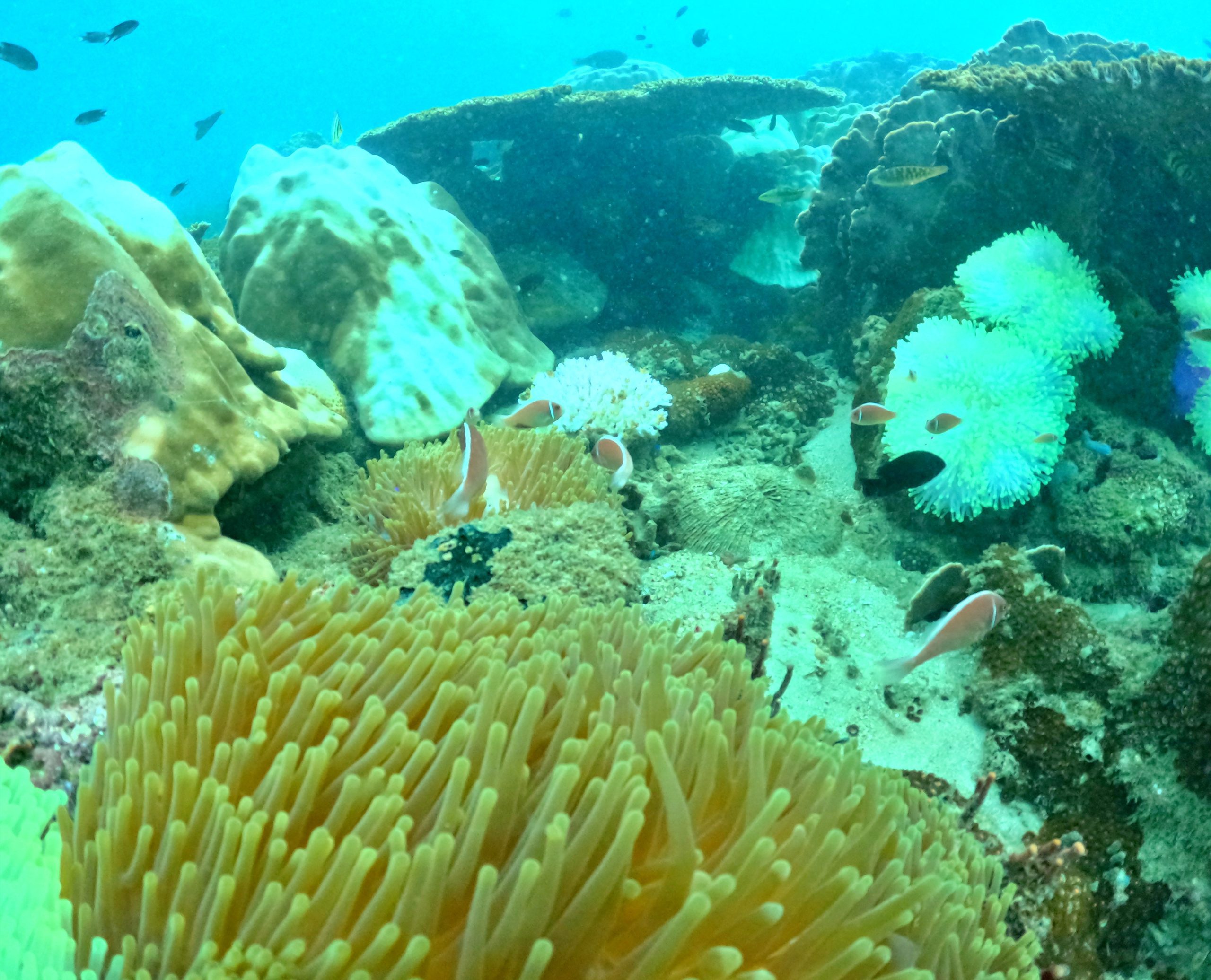 富國島浮潛snorkling in phu quoc