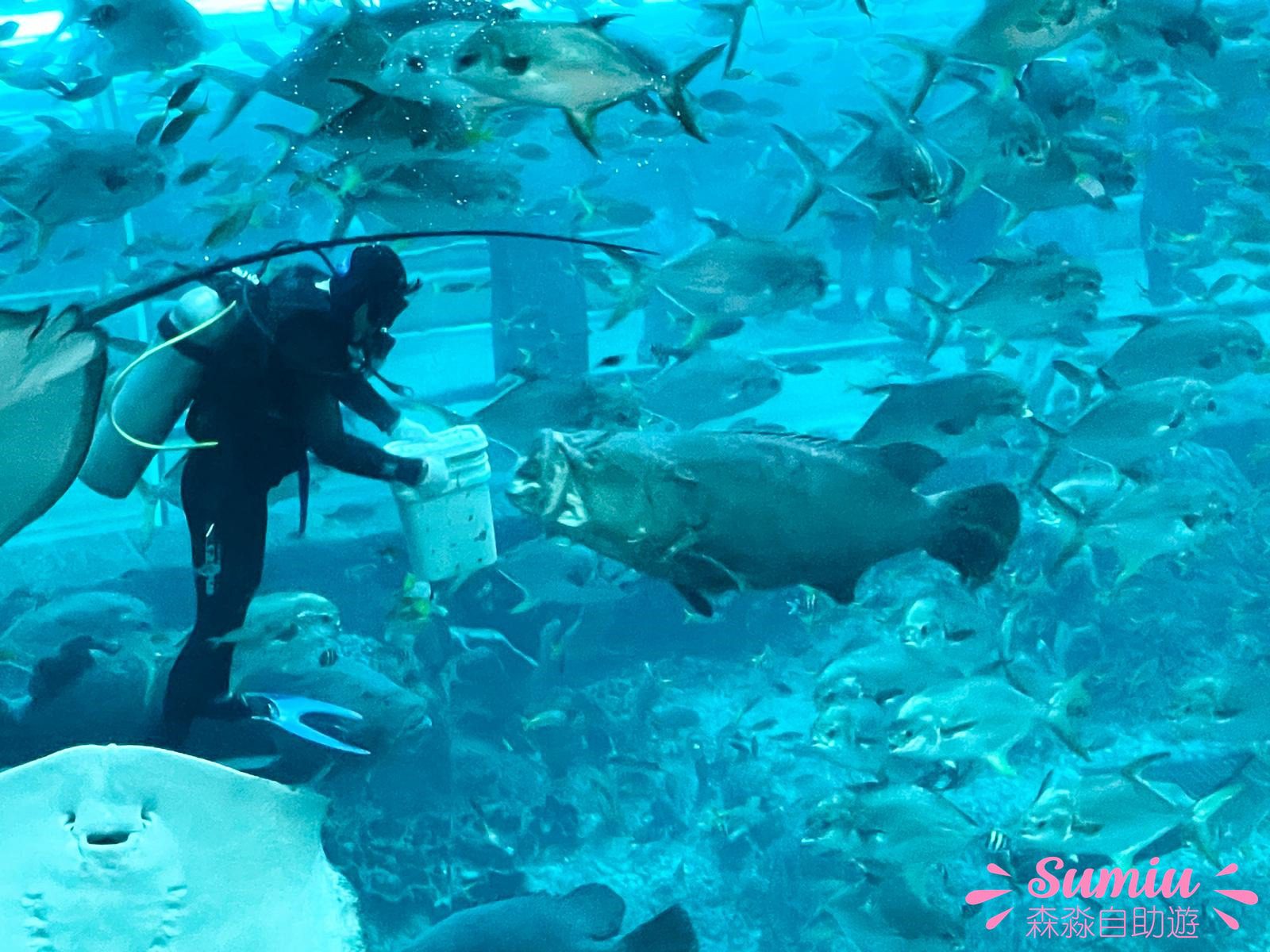 富國島珍珠遊樂園VinWonders Phú Quốc餵魚表演