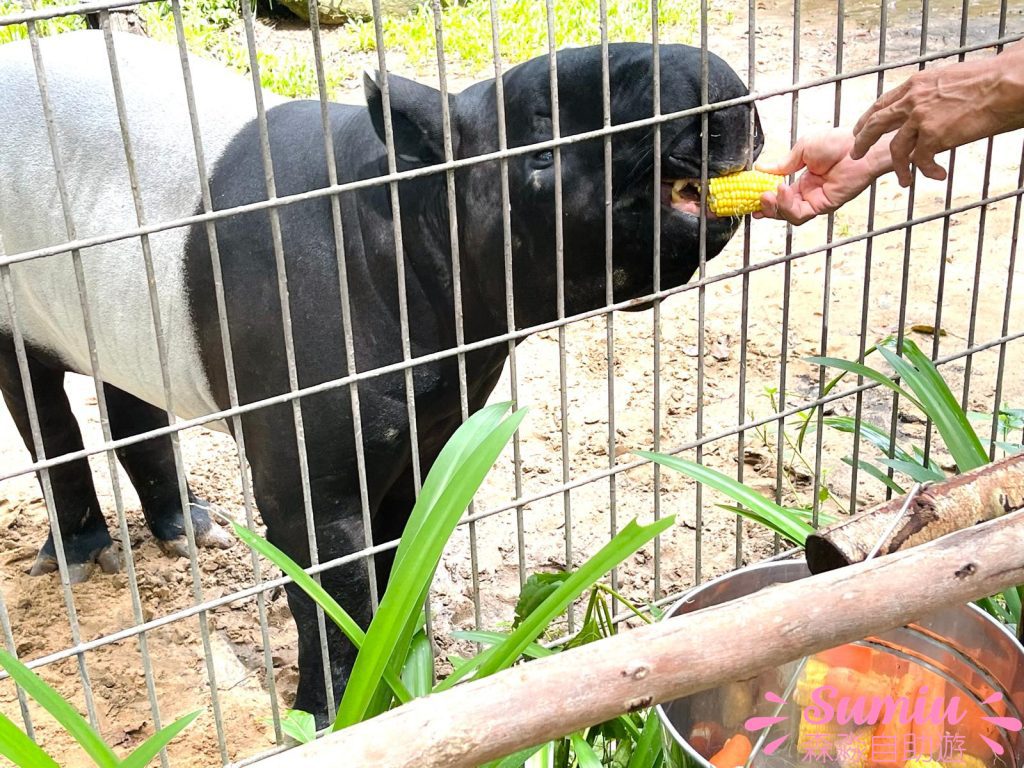 富國島珍珠野生動物園餵馬來獏 (太陽熊)