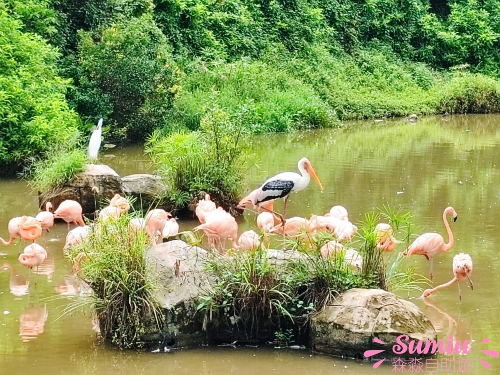 Flamingo區，火烈鳥湖