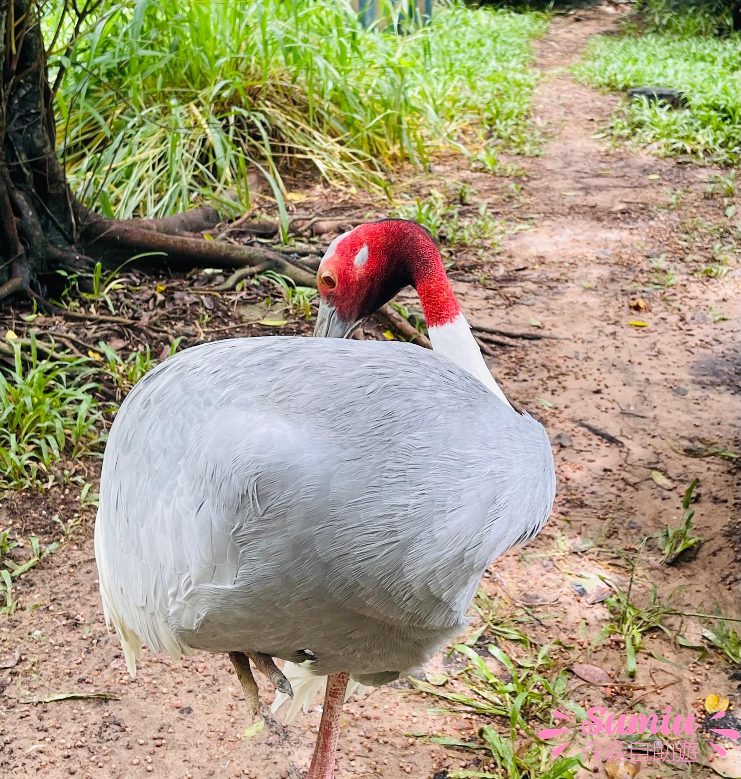 富國島珍珠野生動物園飛鳥館