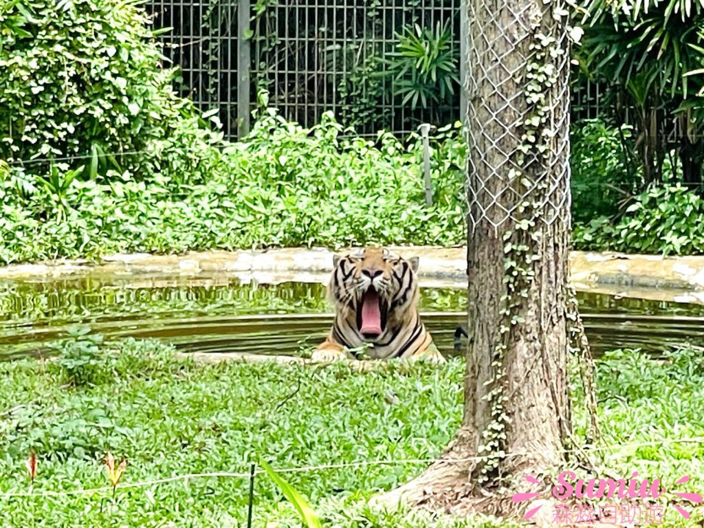 富國島珍珠野生動物園孟加拉虎