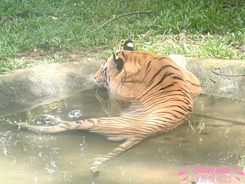 富國島珍珠野生動物園孟加拉虎