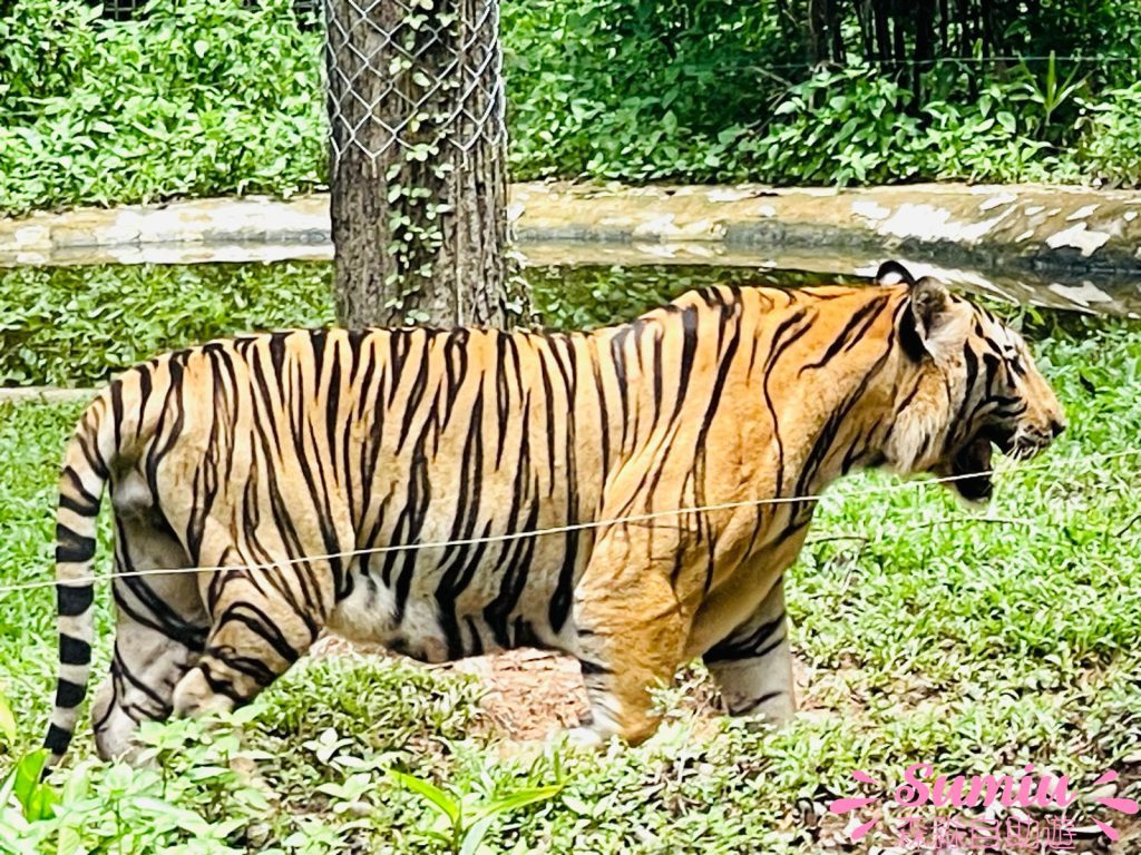 富國島珍珠野生動物園孟加拉虎
