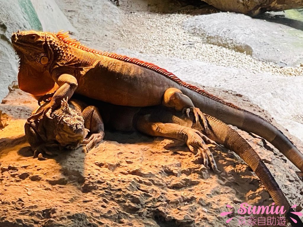 富國島珍珠野生動物園爬蟲館