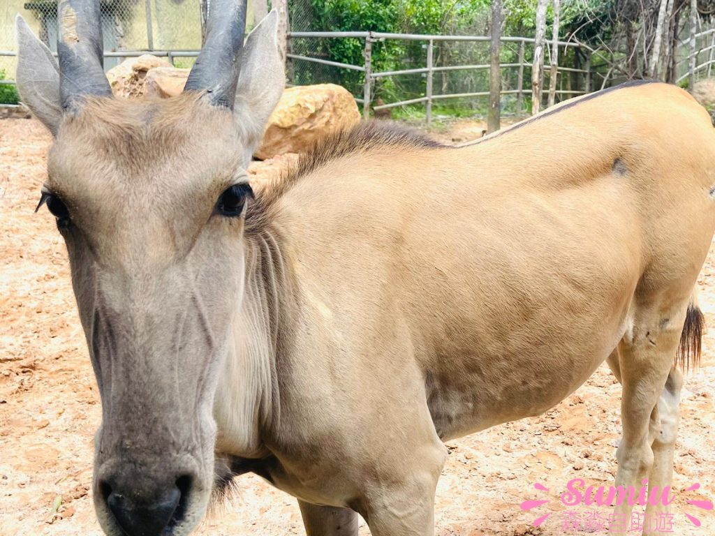 富國島珍珠野生動物園