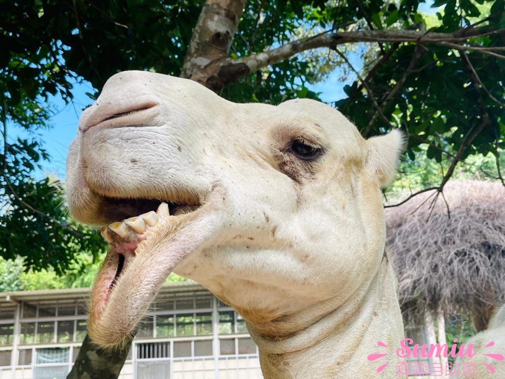 富國島珍珠野生動物園餵駱駝