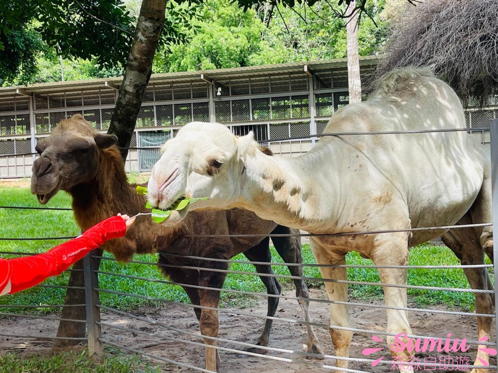 富國島珍珠野生動物園餵駱駝