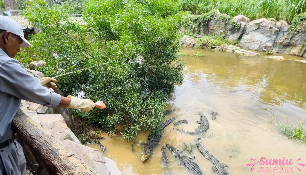 富國島珍珠野生動物園餵鱷魚