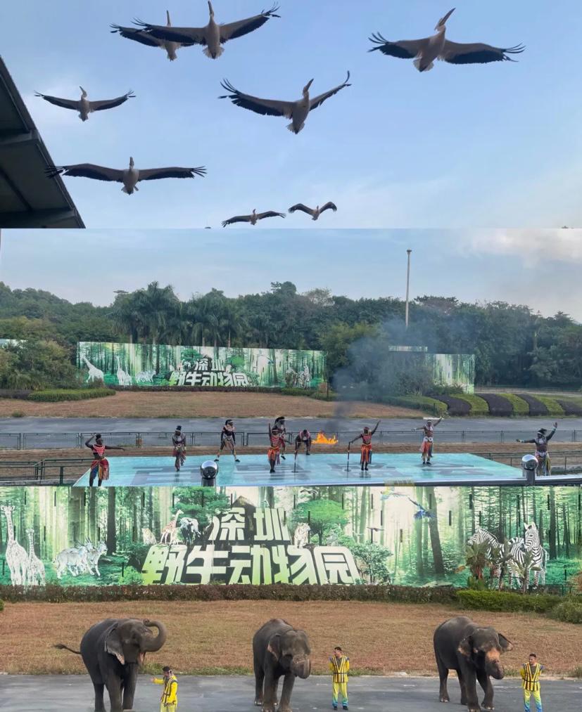 深圳動物園百獸盛會