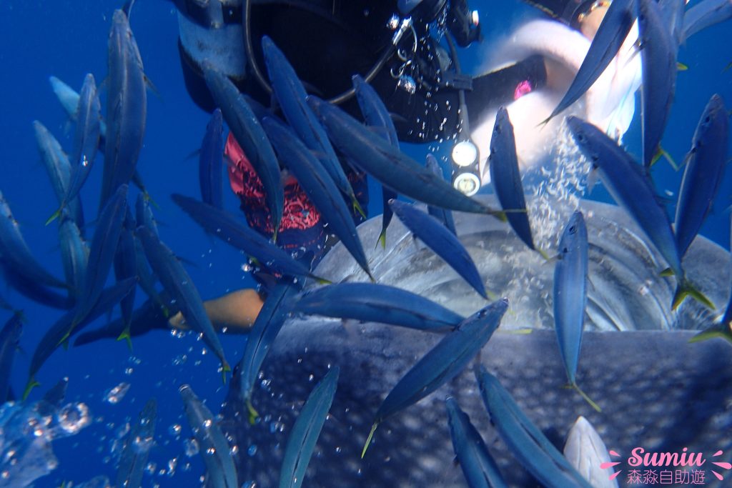 【沖繩潛水】鯨鯊共游浮潛|潛水|Fun Dive 潛水體驗|開箱!
