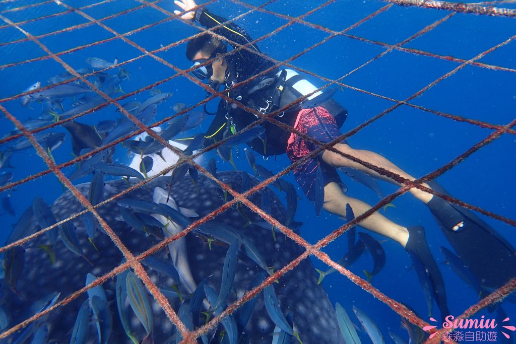 【沖繩潛水】鯨鯊共游浮潛|潛水|Fun Dive 潛水體驗|開箱!