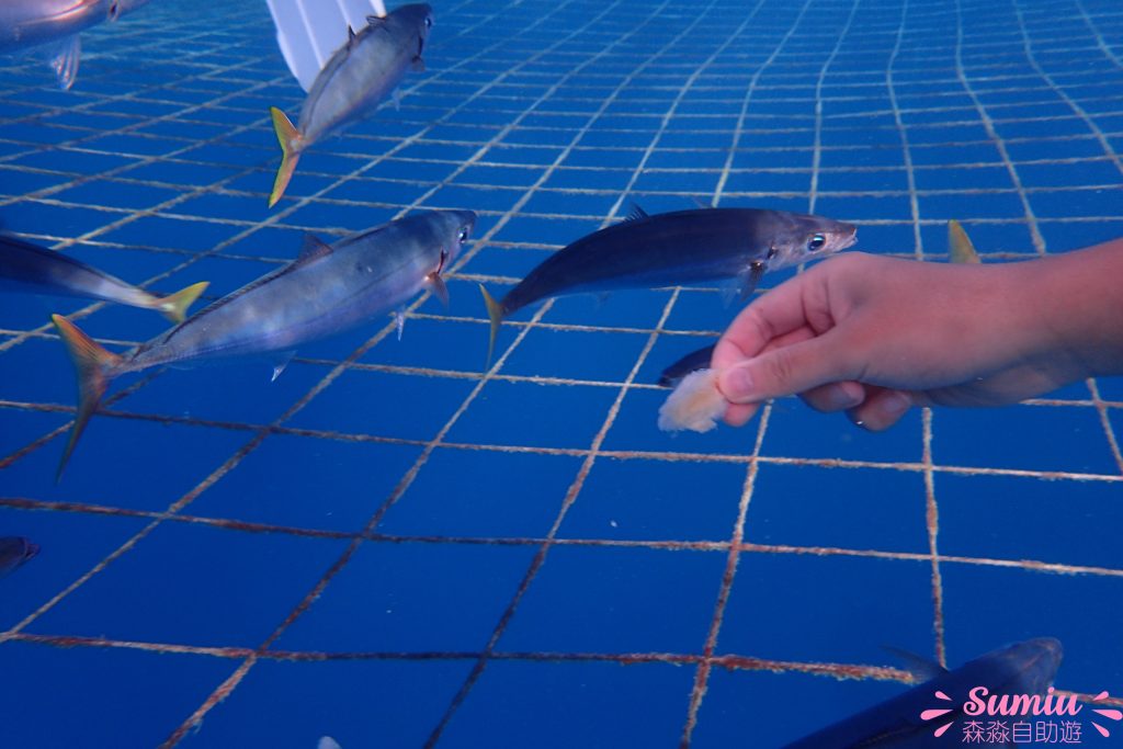 【沖繩潛水】鯨鯊共游浮潛|潛水|Fun Dive 潛水體驗|開箱!
