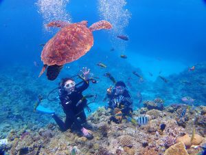 沖繩渡嘉敷島｜距離那霸船程35分鐘的浮潛天堂｜看海龜、冬季賞鯨