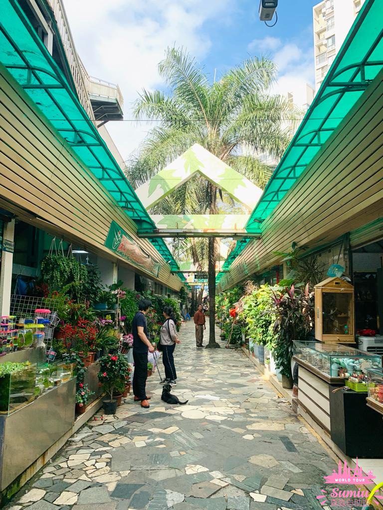 【深圳好去處】福田農批市場半日遊🦜寵物|煲湯材料|蔬果|肉類批發市場