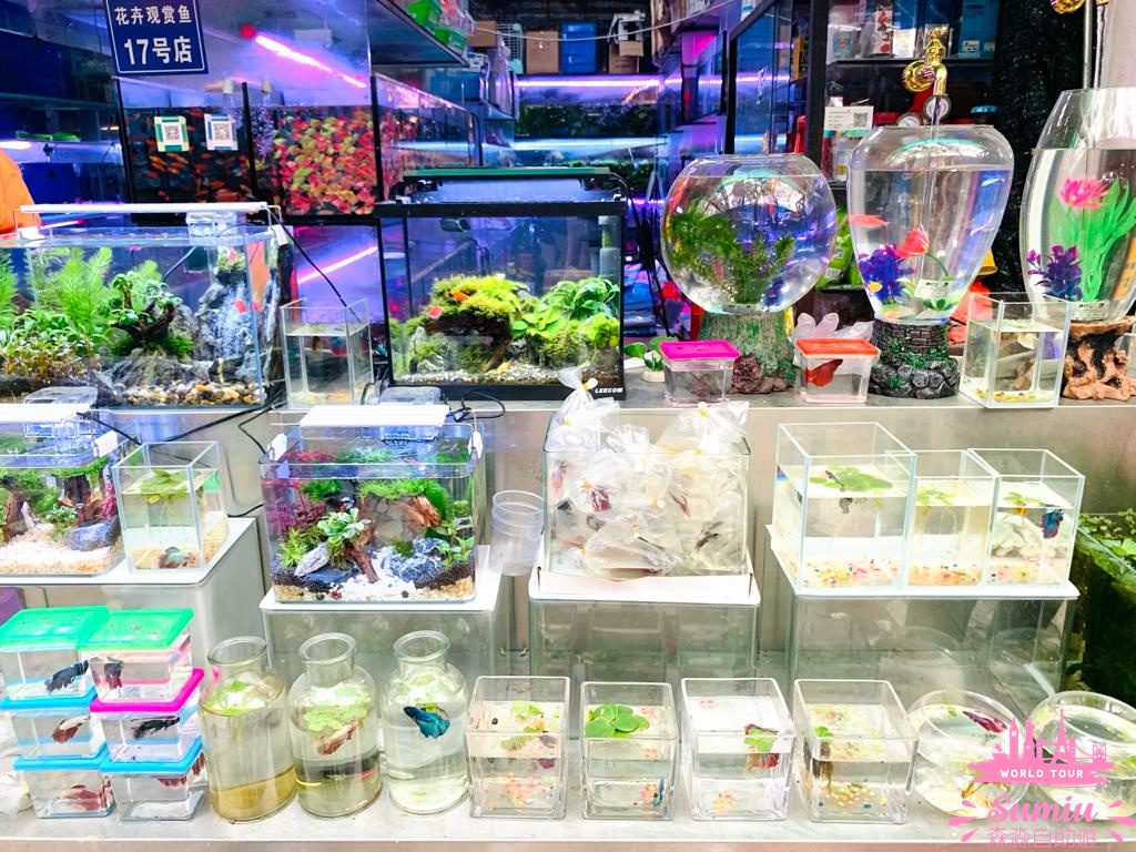【深圳好去處】福田農批市場半日遊🦜寵物|煲湯材料|蔬果|肉類批發市場