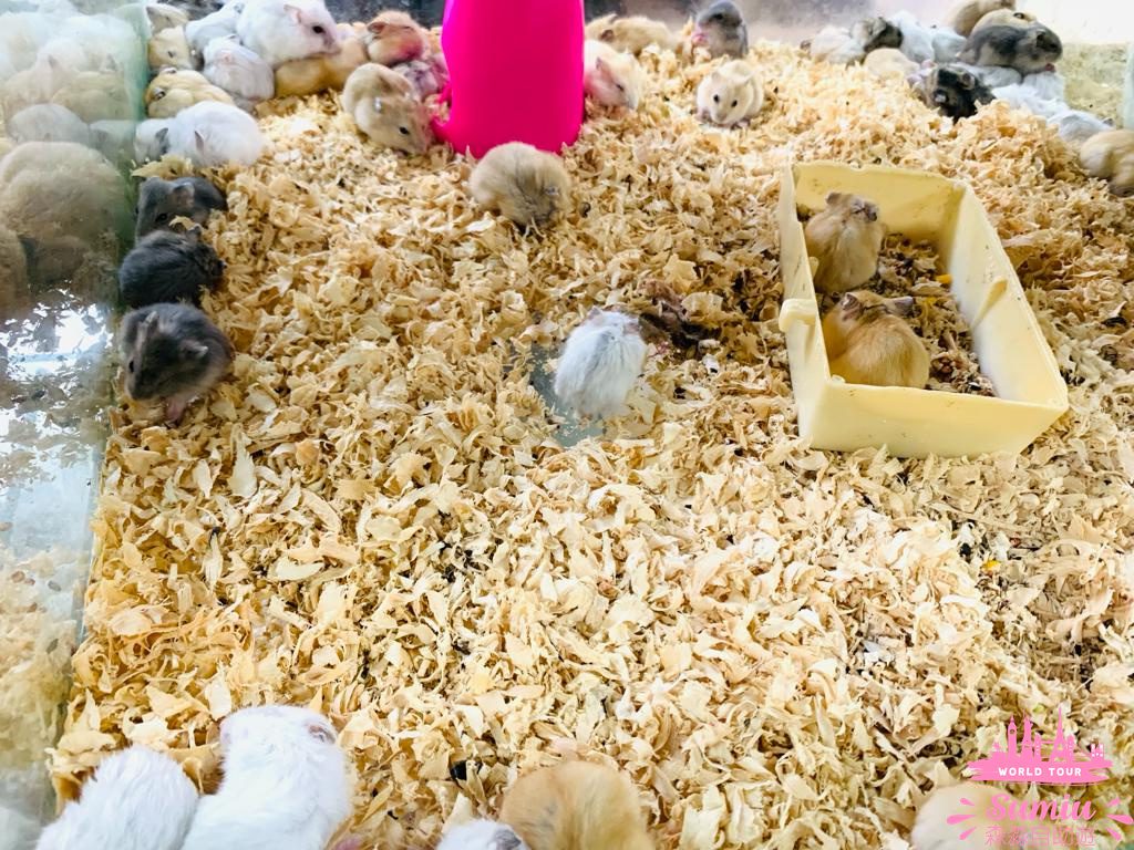 【深圳好去處】福田農批市場半日遊🦜寵物|煲湯材料|蔬果|肉類批發市場
