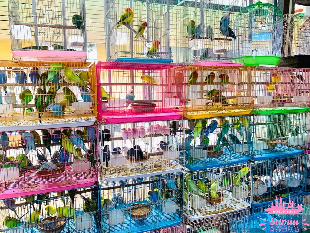 【深圳好去處】福田農批市場半日遊🦜寵物|煲湯材料|蔬果|肉類批發市場