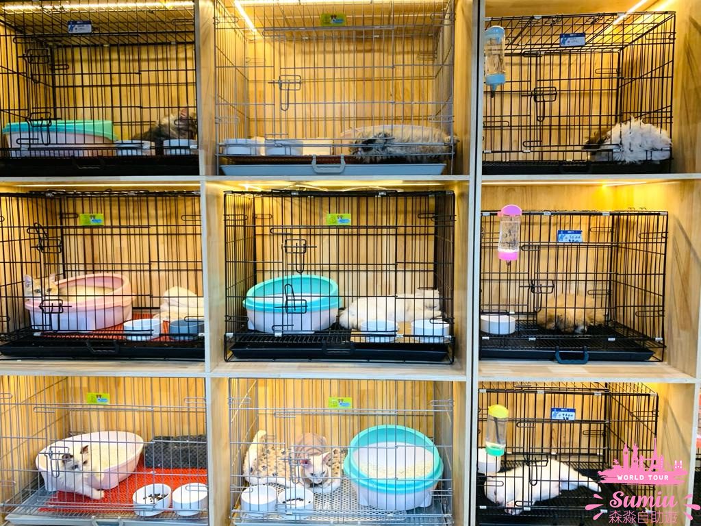 【深圳好去處】福田農批市場半日遊🦜寵物|煲湯材料|蔬果|肉類批發市場