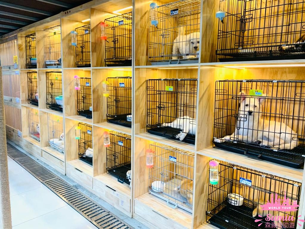 【深圳好去處】福田農批市場半日遊🦜寵物|煲湯材料|蔬果|肉類批發市場