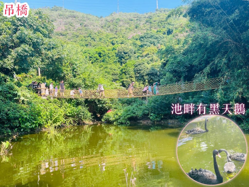 青青世界吊橋