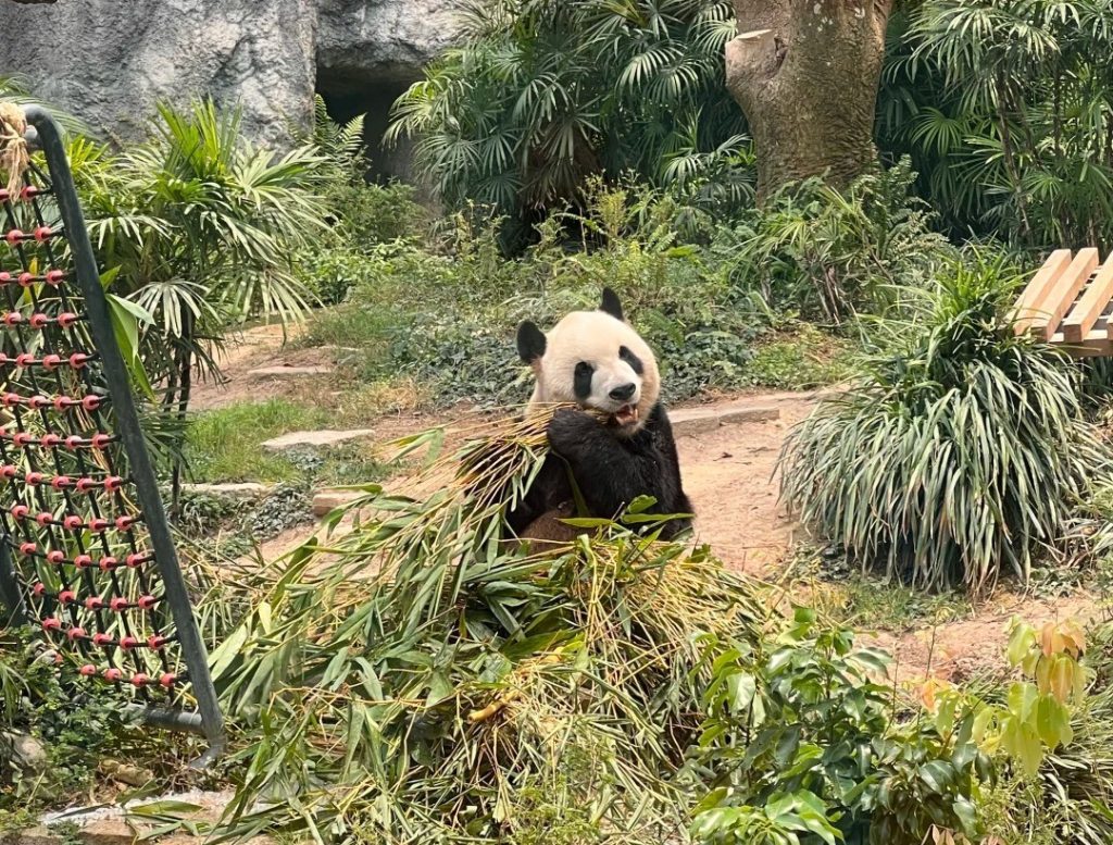 澳門大熊貓館